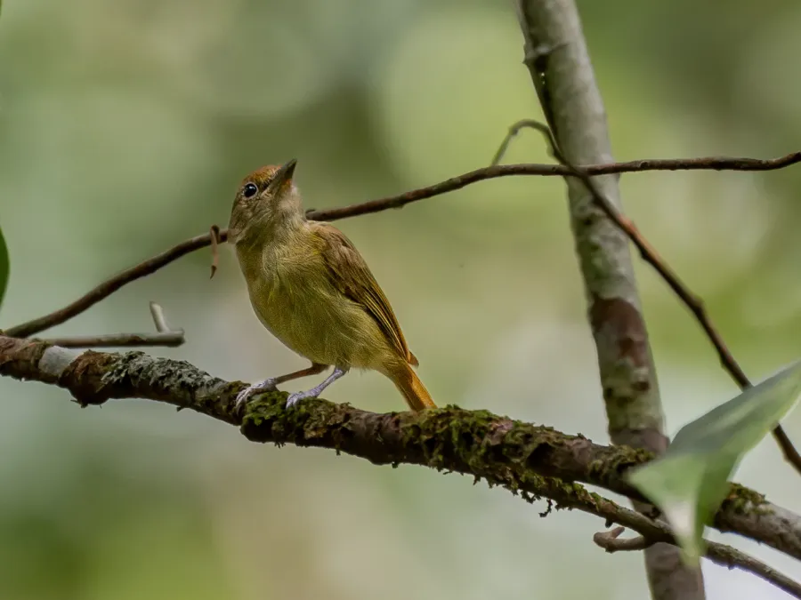 File:Tunchiornis ochraceiceps luteifrons Olive-crowned Greenlet; Manaus, Amazonas, Brazil.jpg
