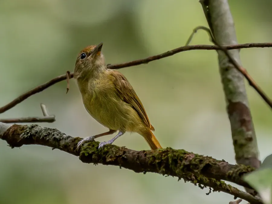 File:Tunchiornis ochraceiceps luteifrons Olive-crowned Greenlet; Manaus, Amazonas, Brazil (cropped).jpg
