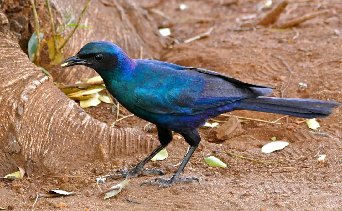 File:Burchell's Starling (Lamprotornis australis) (33131612831), crop.jpg