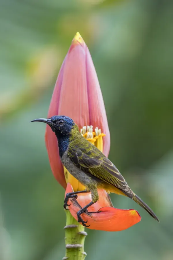 File:Reichenbach's sunbird (Anabathmis reichenbachii) on Musa argentii Ankasa 2.jpg