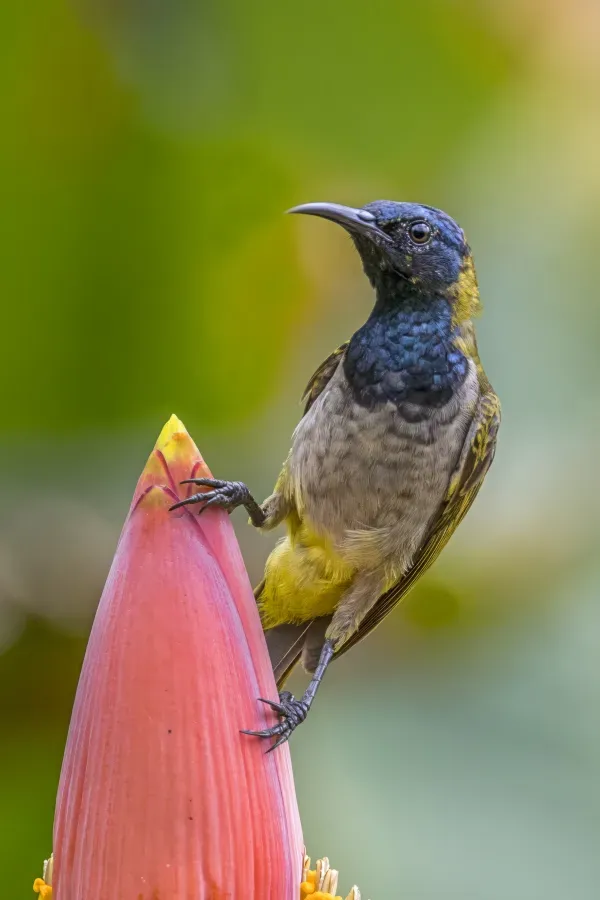 File:Reichenbach's sunbird (Anabathmis reichenbachii) on Musa argentii Ankasa.jpg