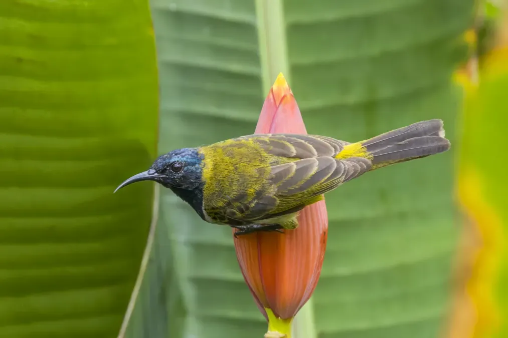 File:Reichenbach's sunbird (Anabathmis reichenbachii) on Musa argentii Ankasa 3.jpg