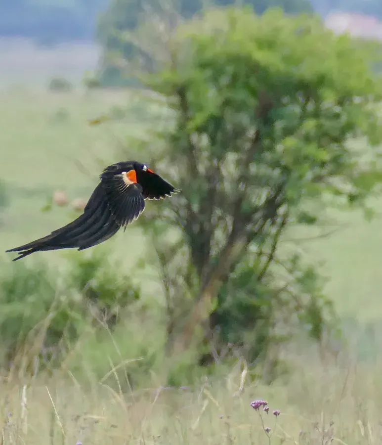 File:Day 72 Long-tailed Widowbird (Euplectes progne) male ... (53367030145).jpg