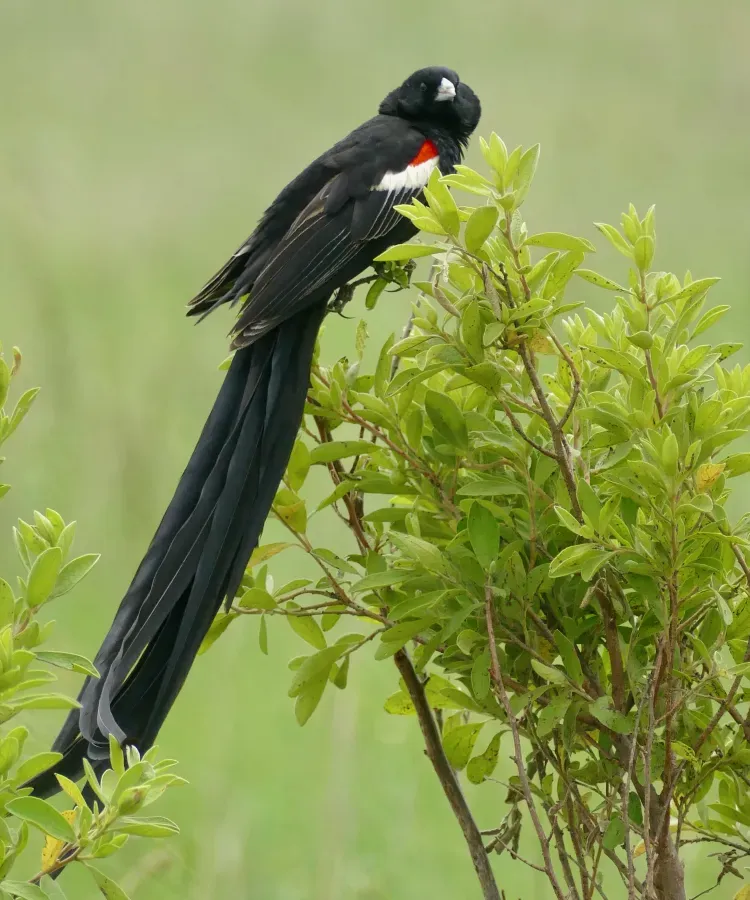 File:Day 72 Long-tailed Widowbird (Euplectes progne) male ... (53367019230).jpg