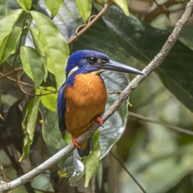 File:Shining-blue kingfisher (Alcedo quadribrachys quadribrachys) Ankasa 3.jpg