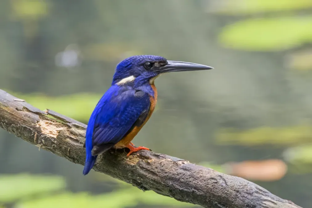File:Shining-blue kingfisher (Alcedo quadribrachys quadribrachys) Ankasa 2.jpg