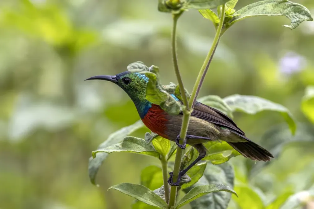 File:Tiny sunbird (Cinnyris minullus) male Ankasa.jpg