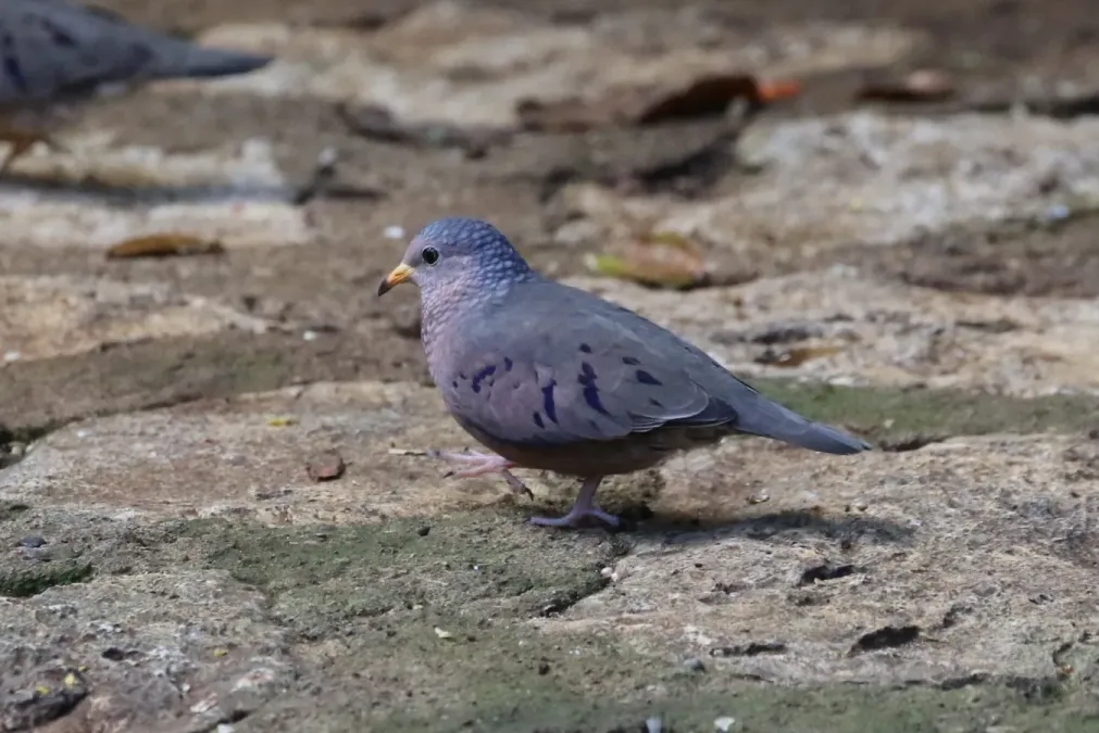 File:Columbina passerina 338134448.jpg