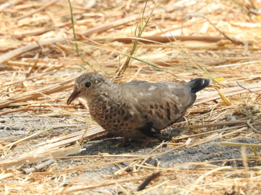 File:Columbina passerina 297953736.jpg
