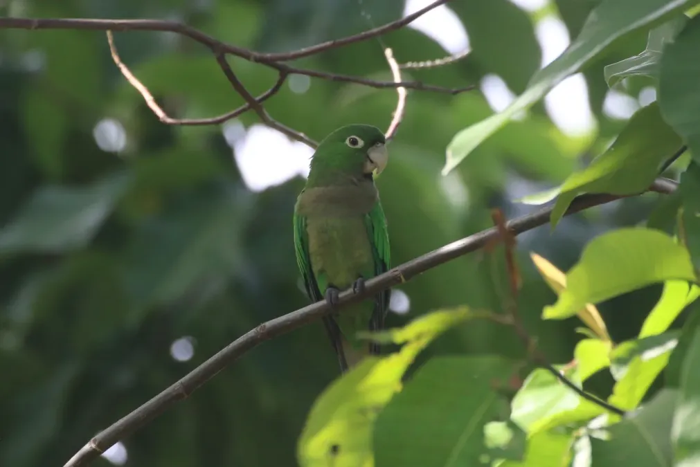 File:Eupsittula nana 337954778.jpg