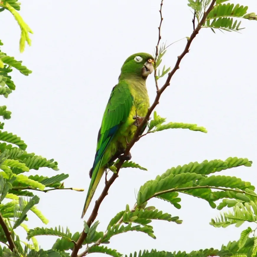 File:Eupsittula nana 311476965.jpg