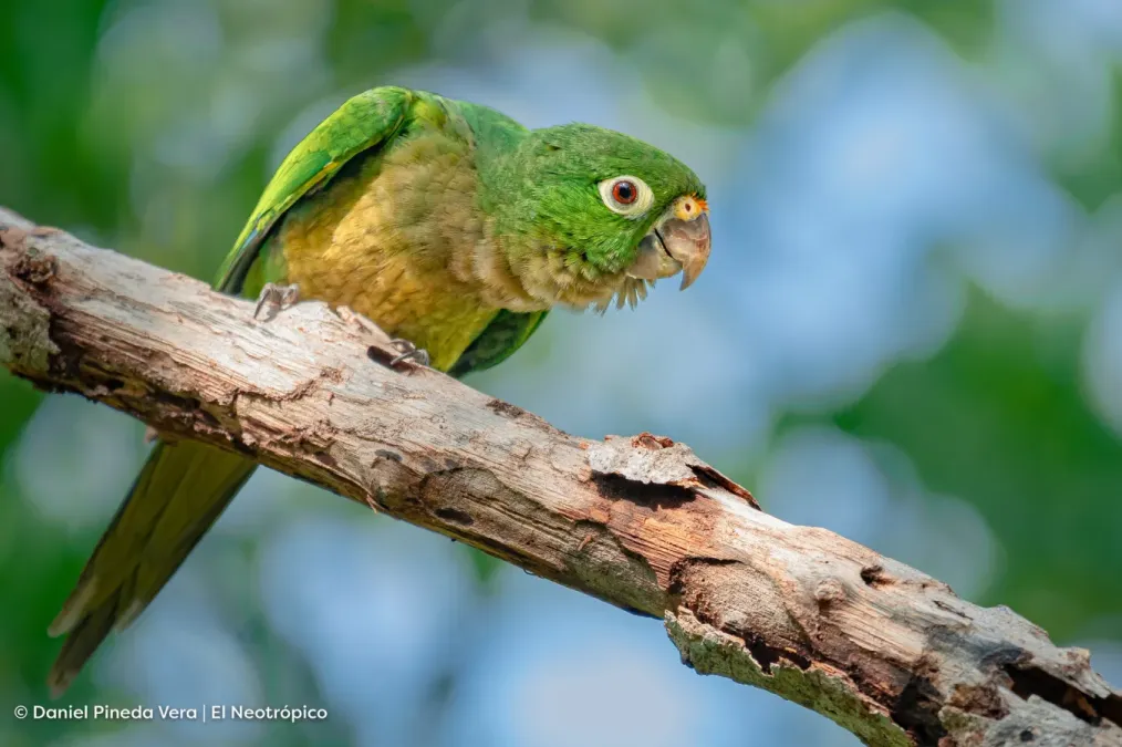 File:Eupsittula nana 248931131.jpg