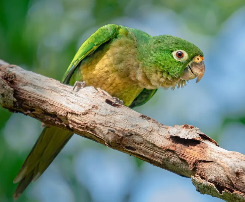 File:Eupsittula nana 248931131 (cropped).jpg