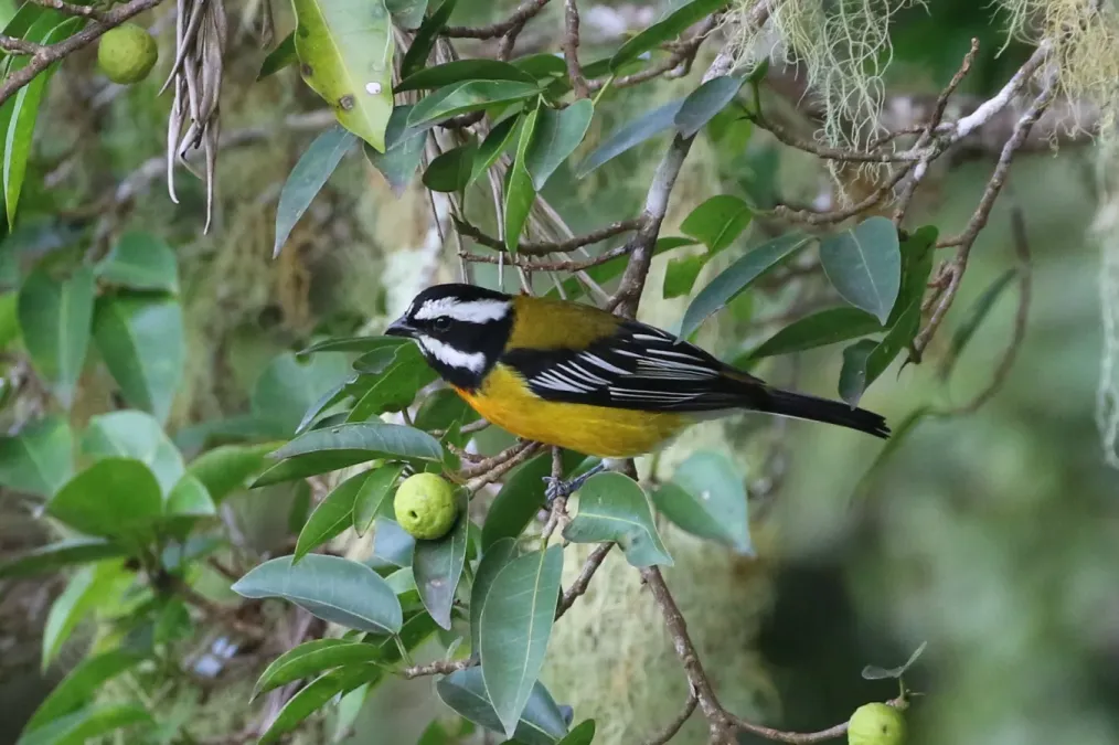 File:Spindalis nigricephala 337501874.jpg