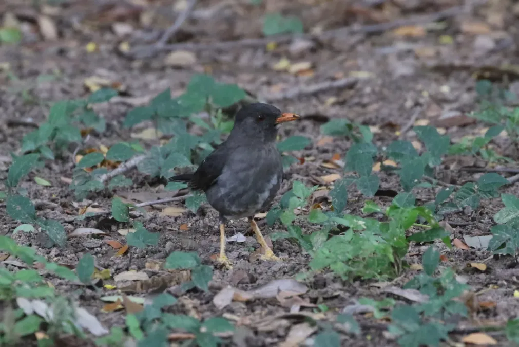 File:Turdus aurantius 337479162.jpg