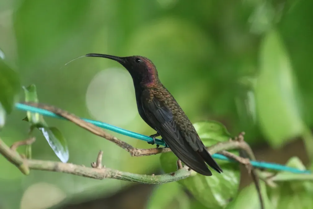 File:Anthracothorax mango 337223817.jpg