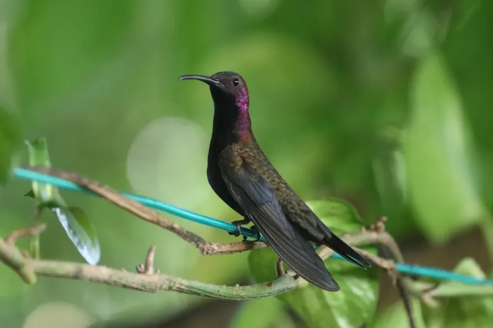 File:Anthracothorax mango 337223826.jpg