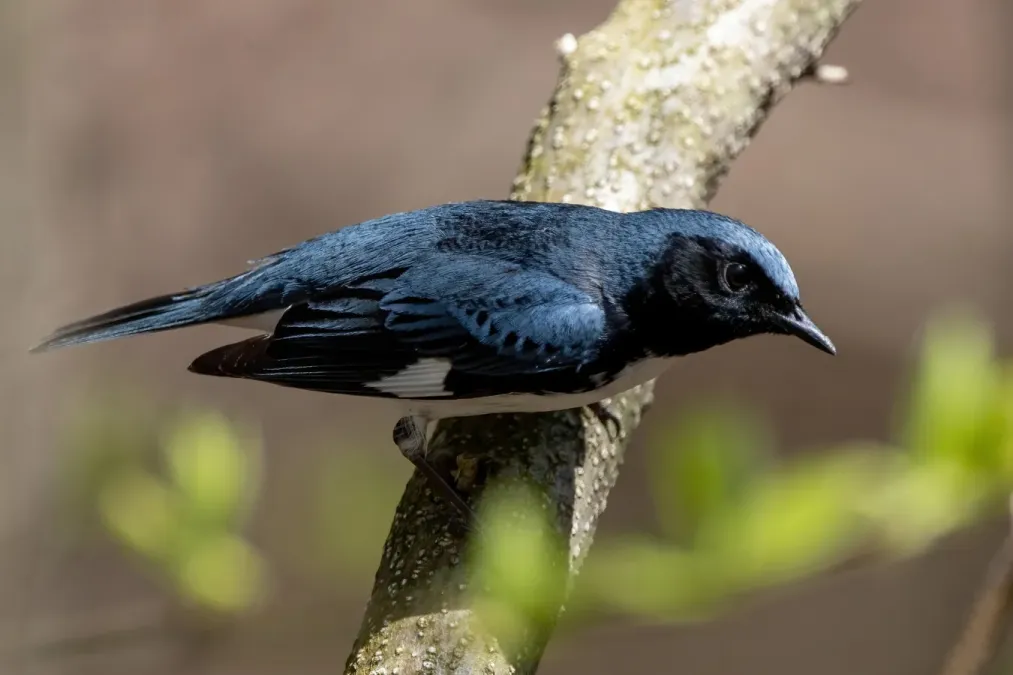 File:Setophaga caerulescens 280024014.jpg