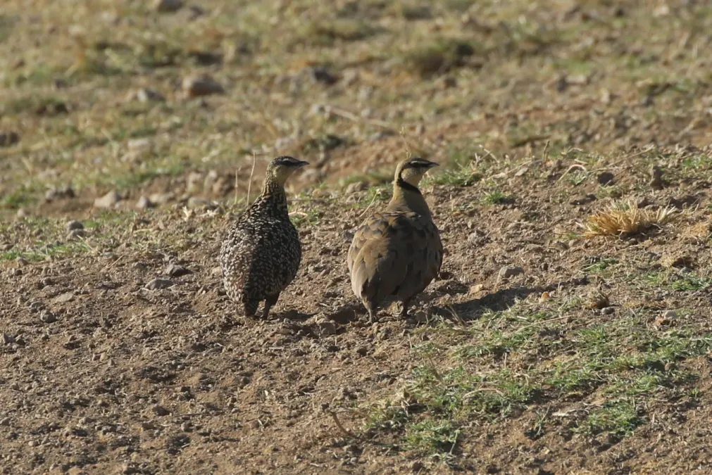File:Pterocles gutturalis 327417950.jpg