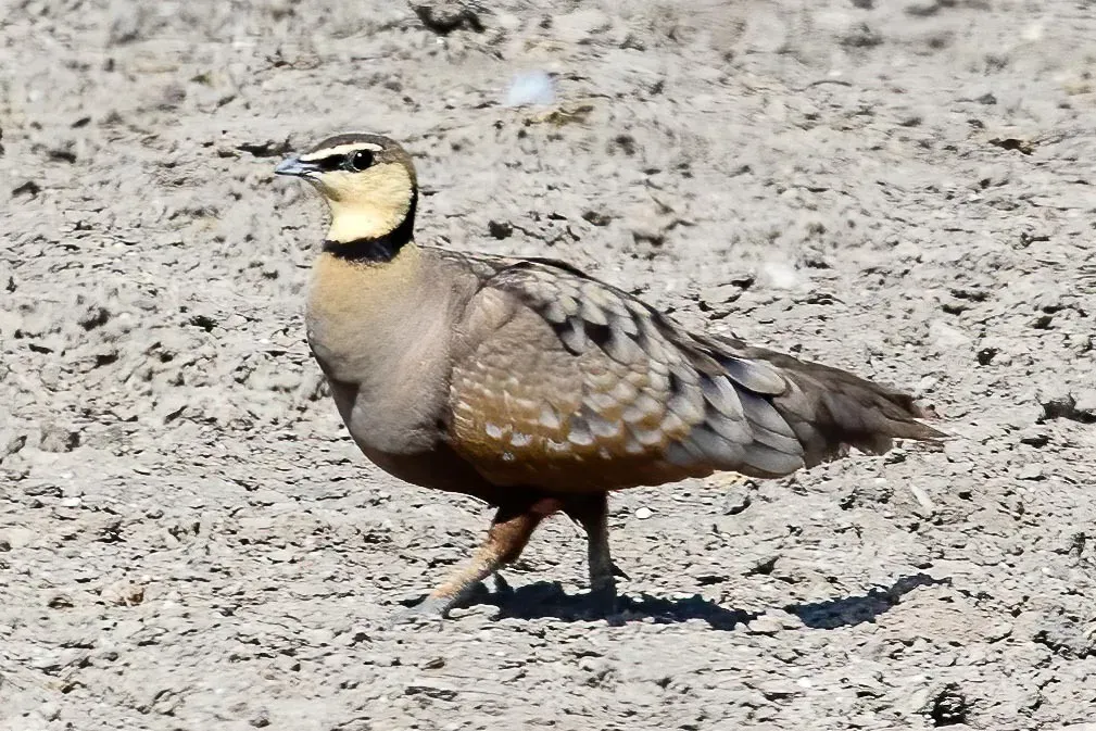 File:Pterocles gutturalis 230459750.jpg