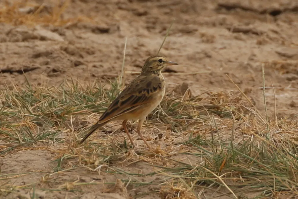 File:Anthus cinnamomeus 326891412.jpg