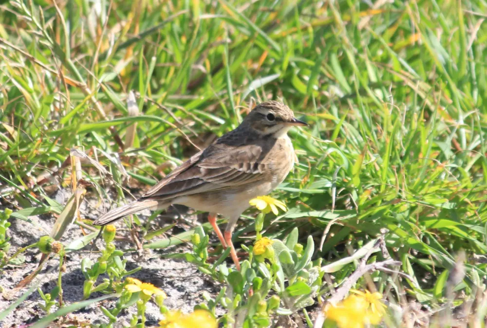 File:Anthus cinnamomeus 325326705.jpg