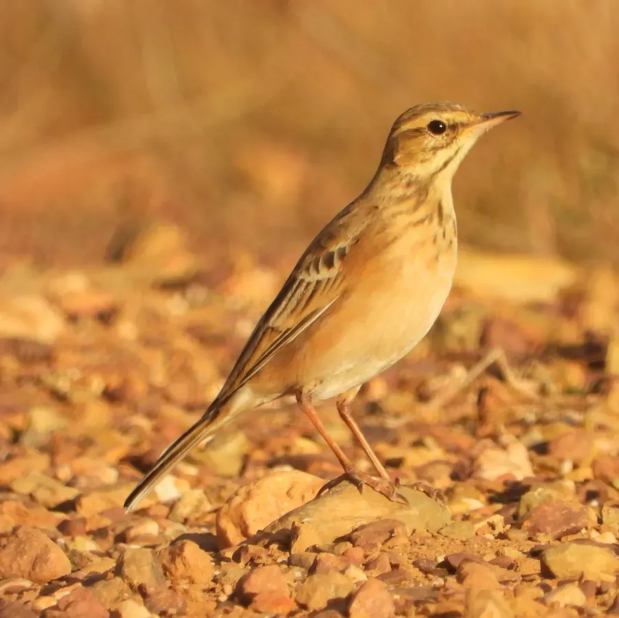 File:Anthus cinnamomeus 277444385.jpg