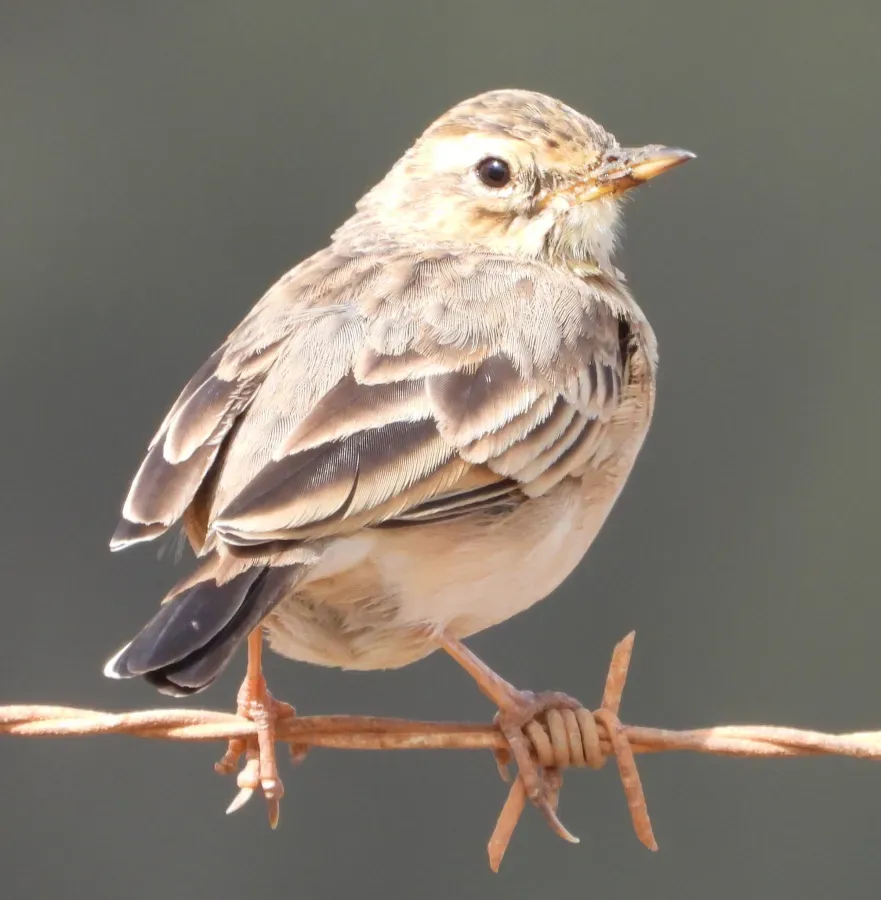 File:Anthus cinnamomeus 265948361.jpg