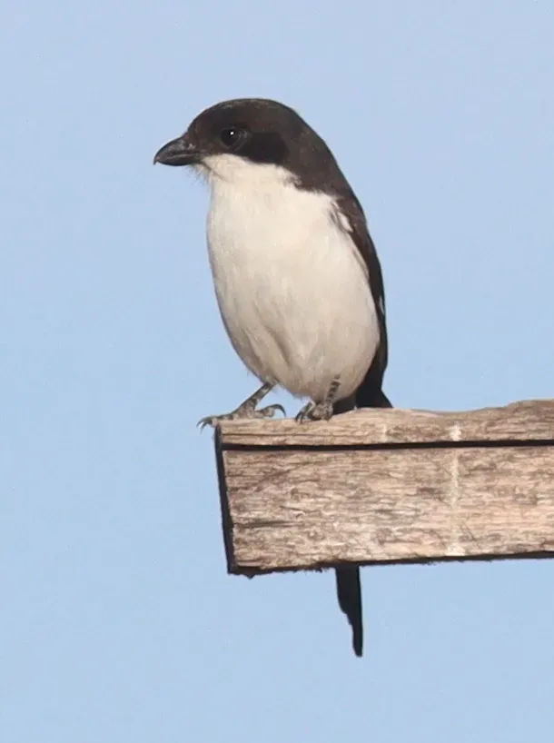 File:Lanius humeralis 190291843.jpg