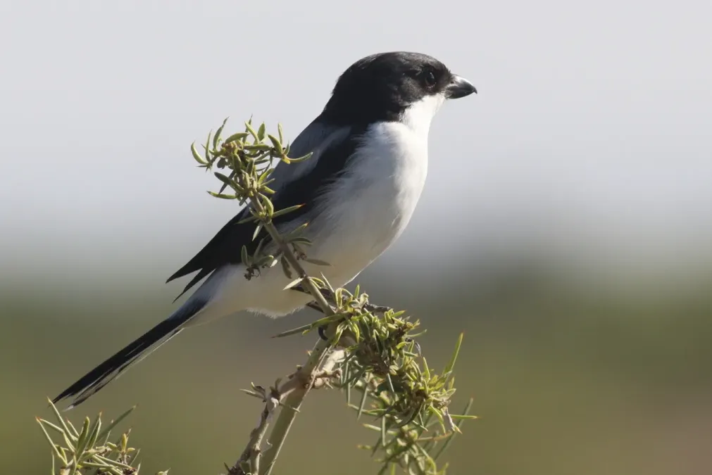 File:Lanius dorsalis 190422151.jpg