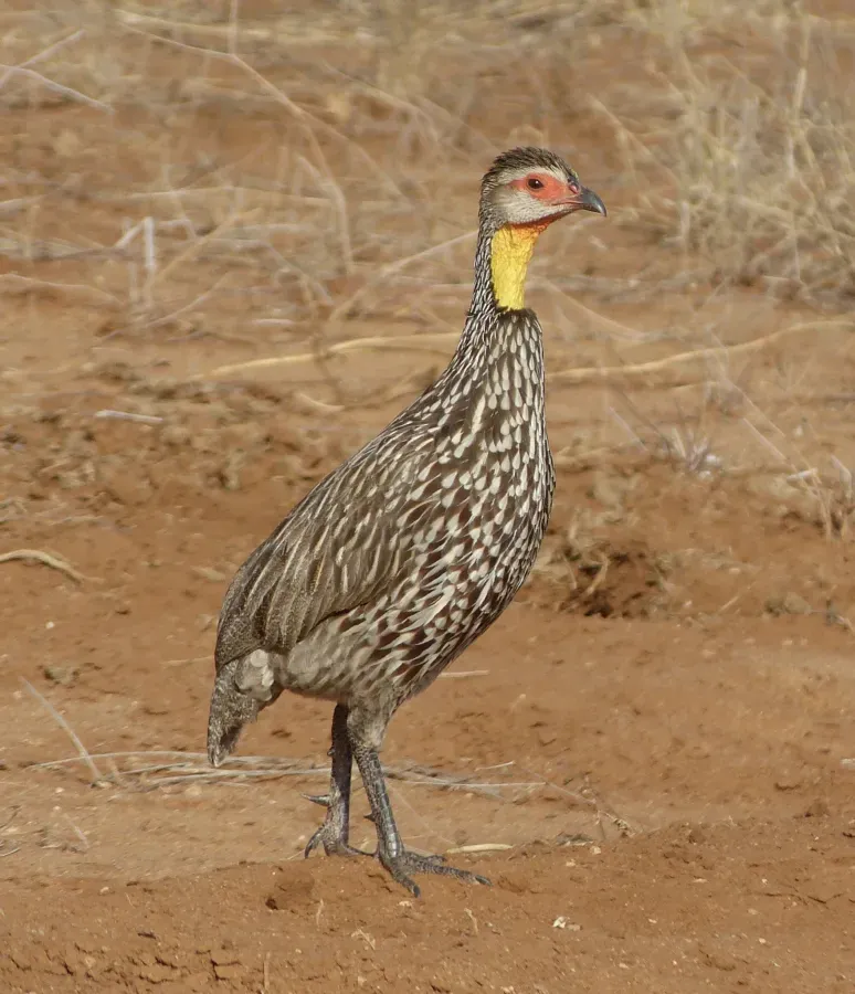 File:Pternistis leucoscepus 110373109.jpg