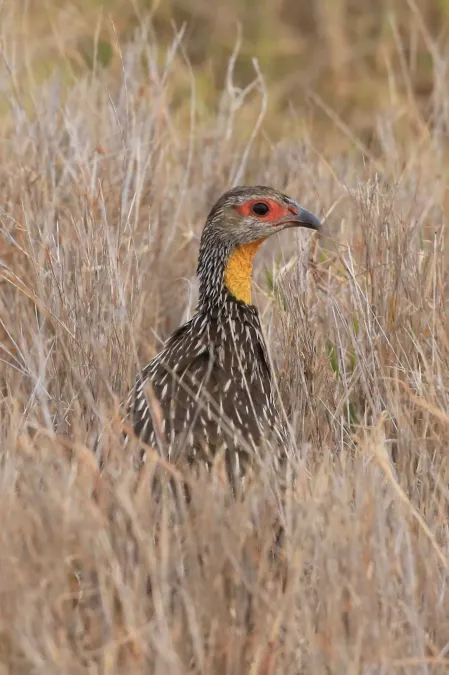 File:Pternistis leucoscepus 264890081.jpg