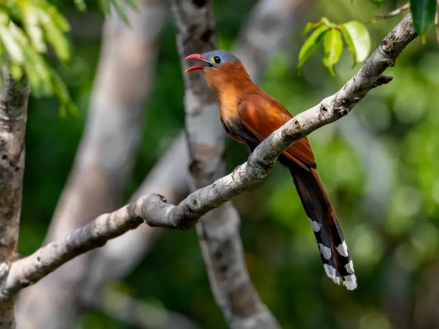 File:Piaya melanogaster Black-bellied Cuckoo; ZF Canopy Tower, Manaus, Amazonas, Brazil.jpg