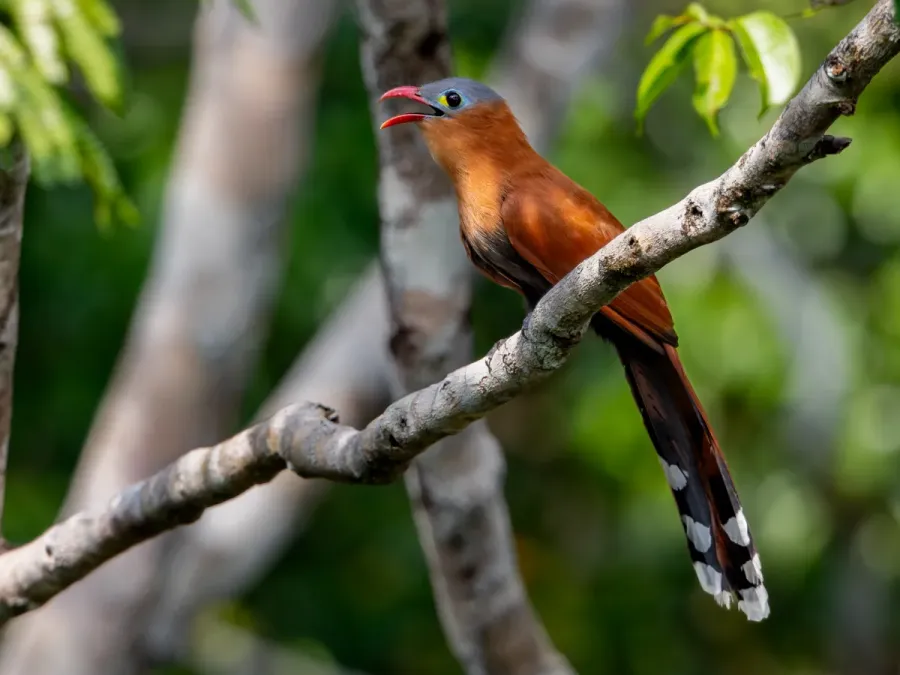 File:Piaya melanogaster Black-bellied Cuckoo; ZF Canopy Tower, Manaus, Amazonas, Brazil (cropped).jpg