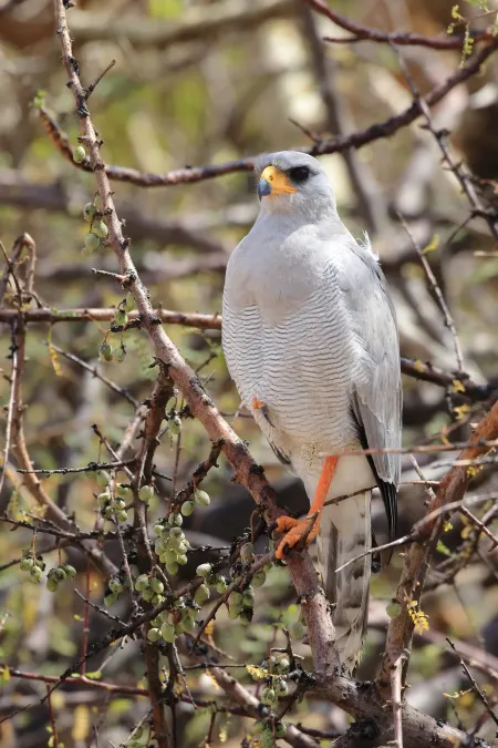 File:Melierax poliopterus 265101233.jpg