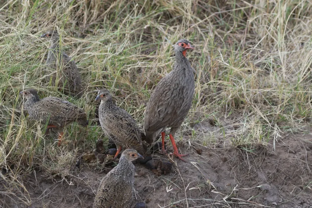File:Pternistis afer 319245910.jpg