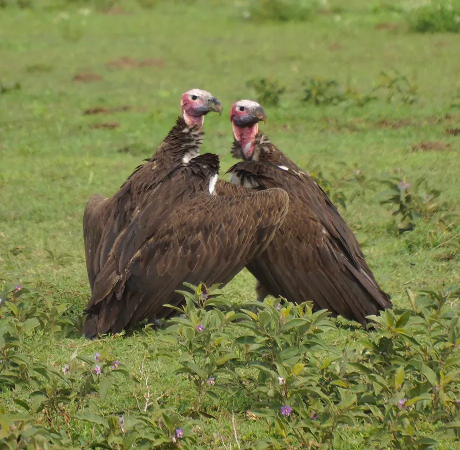 File:Torgos tracheliotos 249027533.jpg