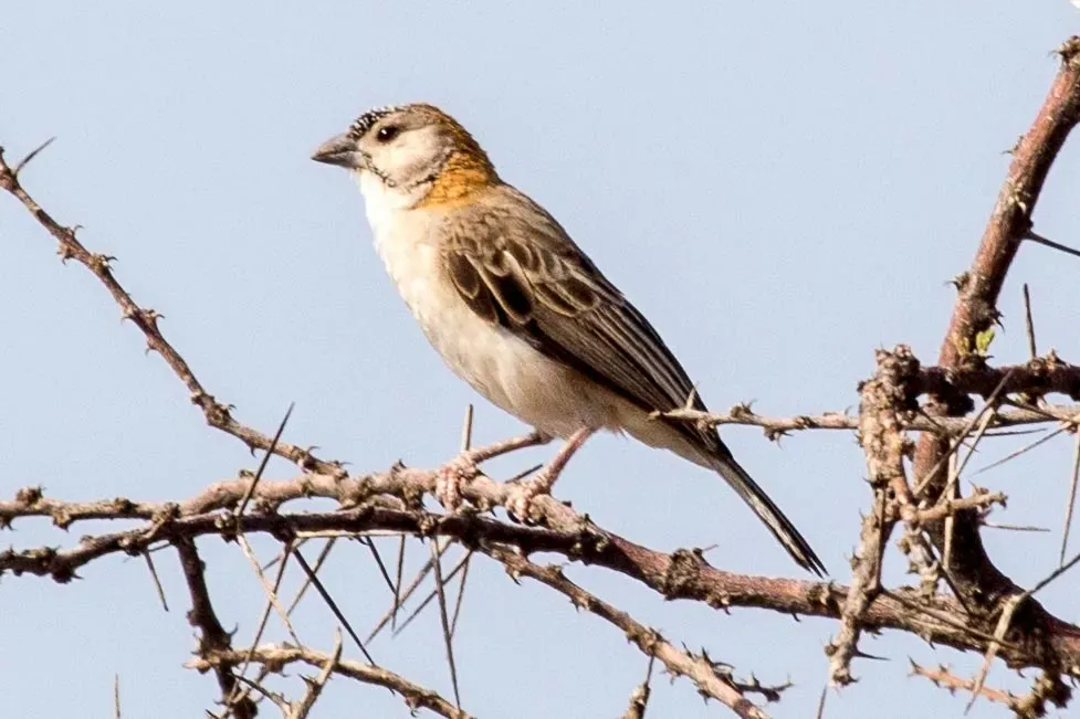 File:Sporopipes frontalis 230531735.jpg