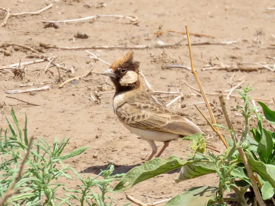 File:Eremopterix leucopareia 258416578.jpg