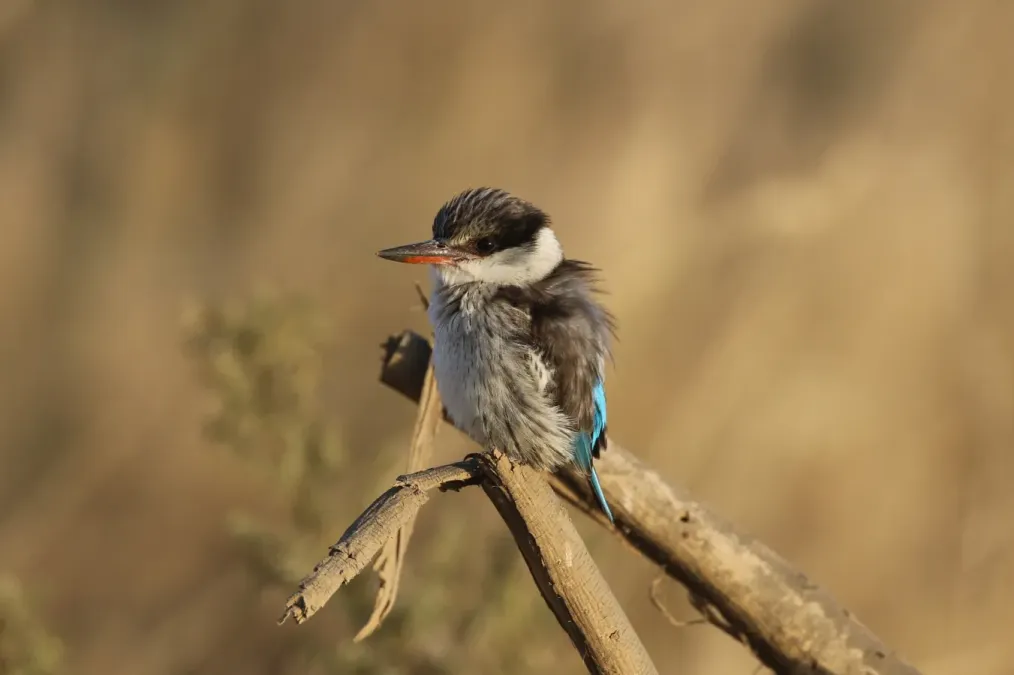 File:Halcyon chelicuti 310839925.jpg