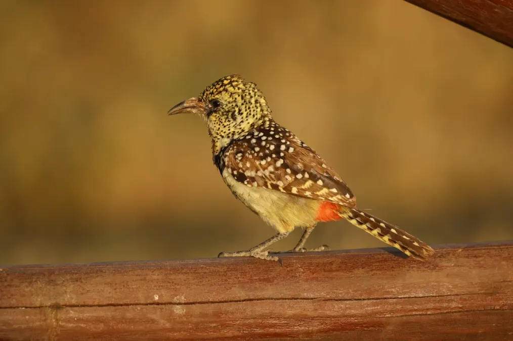 File:Trachyphonus darnaudii 307394585.jpg