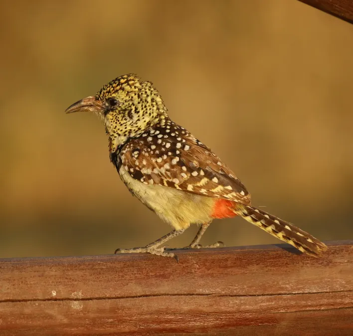 File:Trachyphonus darnaudii 307394585 (cropped).jpg