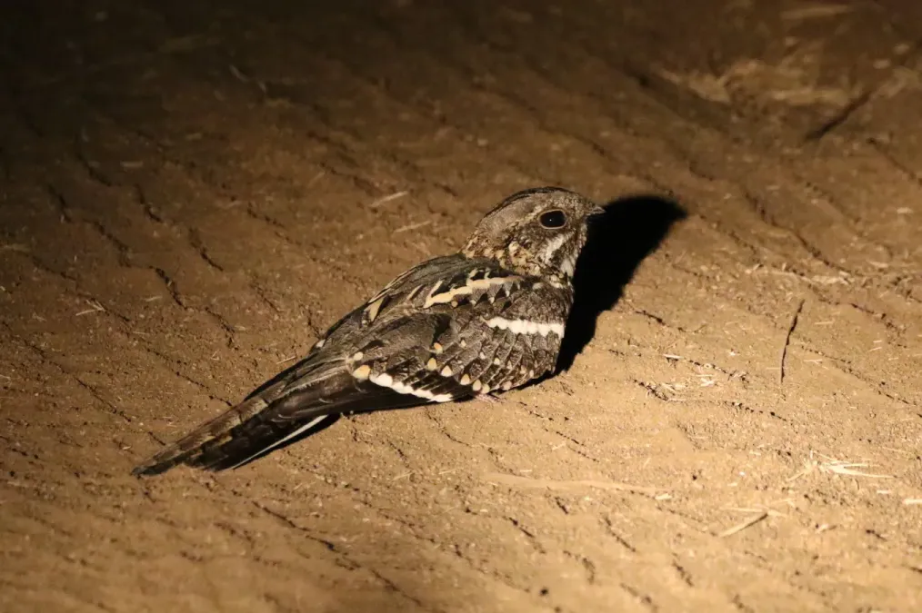 File:Caprimulgus clarus 307391206.jpg
