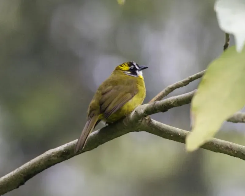 File:Pycnonotus penicillatus 2.jpg