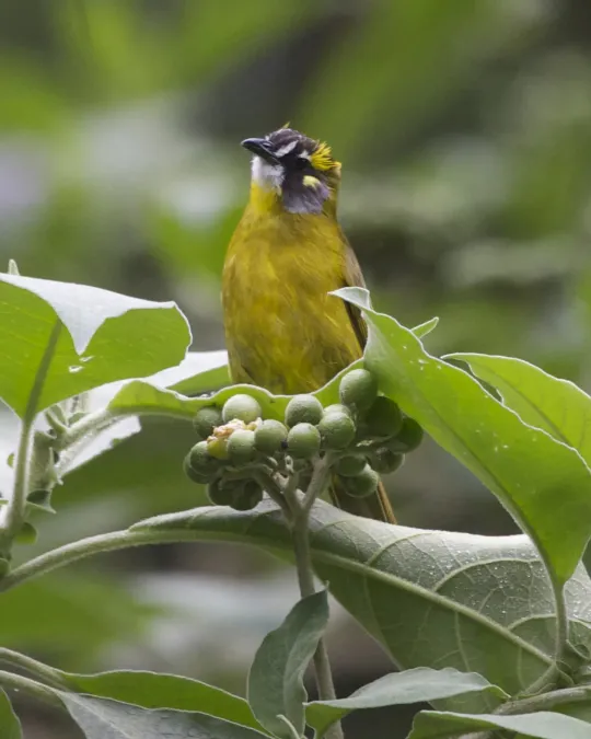 File:Pycnonotus penicillatus 3.jpg