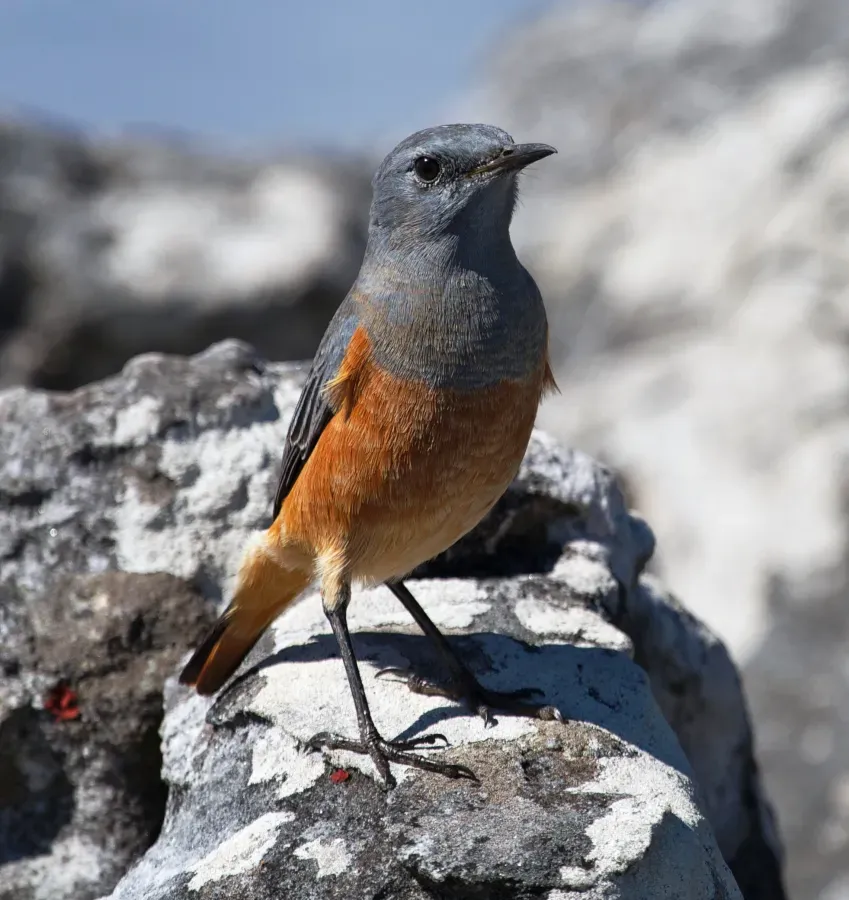 File:Monticola explorator -Cape Town, Western Cape, South Africa -male-8, crop.jpg