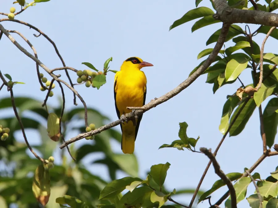File:African Golden Oriole (Oriolus auratus auratus), Kombo, Gambia 02.jpg