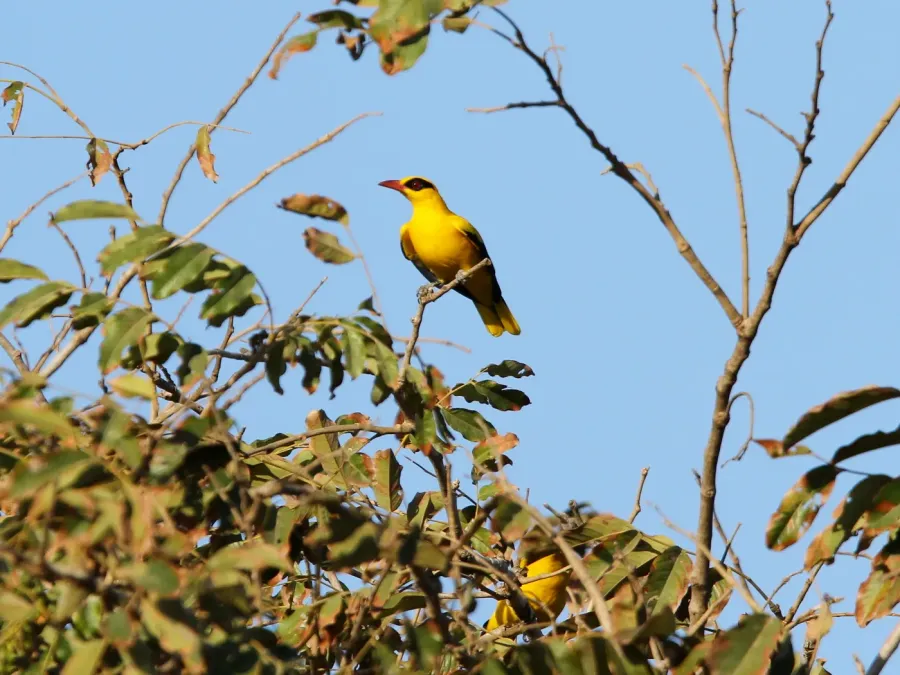 File:African Golden Oriole (Oriolus auratus auratus), Kombo, Gambia 03.jpg