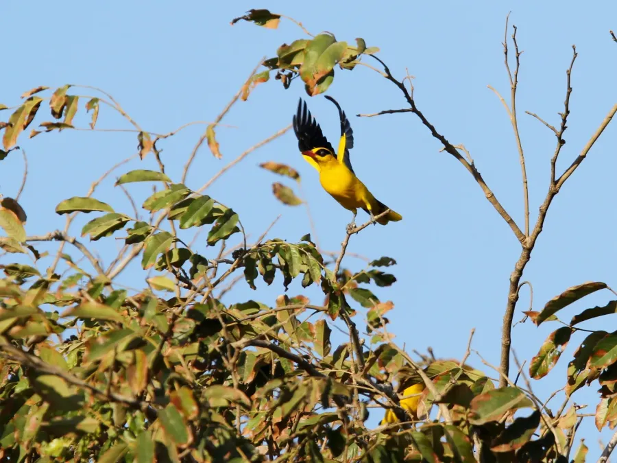 File:African Golden Oriole (Oriolus auratus auratus), Kombo, Gambia 04.jpg