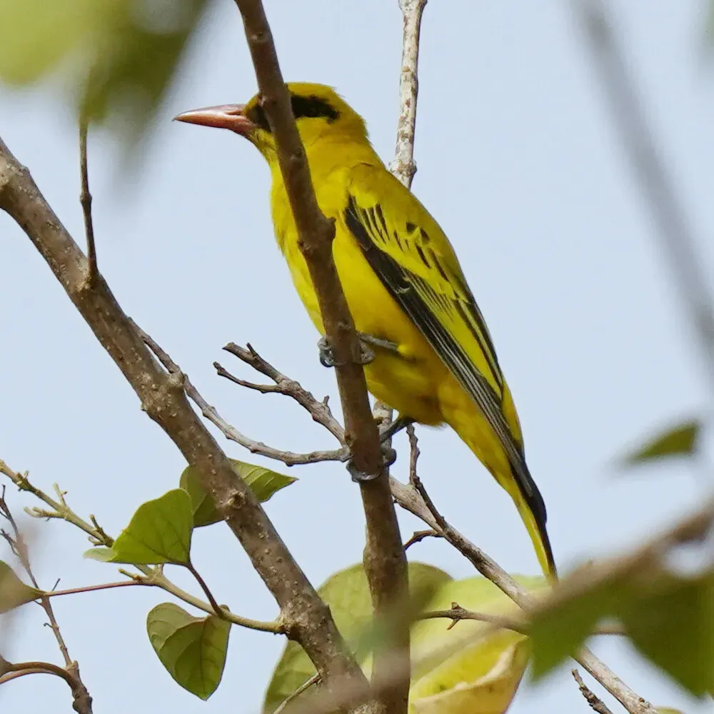 File:African Golden Oriole (Oriolus auratus auratus), Kombo, Gambia 06.jpg